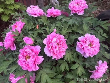 植物百科：牡丹與芍藥的區(qū)別