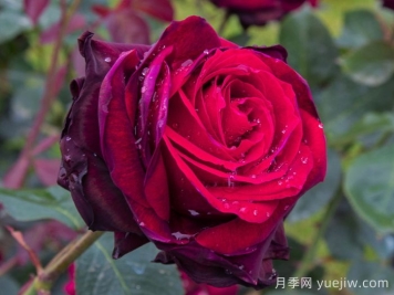植物介紹：玫瑰