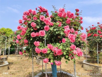 為什么別人的樹狀月季開了200-300朵花？