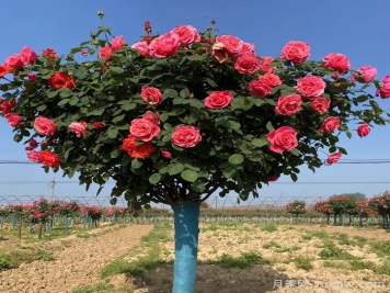 樹狀月季一年開幾次花？