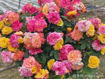 月季花期延長方法