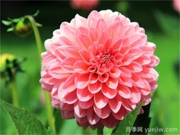 植物介紹：大麗花
