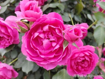適合四川種植的藤本月季