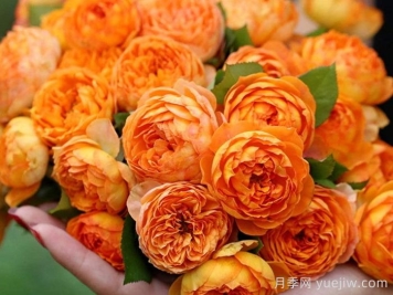 蜂蜜焦糖月季有哪些優(yōu)缺點(diǎn)？