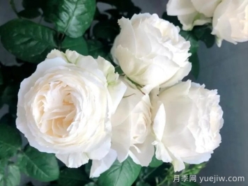 幫助推薦10款優(yōu)秀的白色月季花