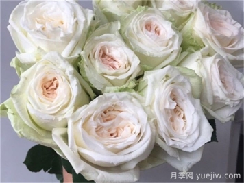 白哈娜月季的優(yōu)缺點(diǎn)是什么？