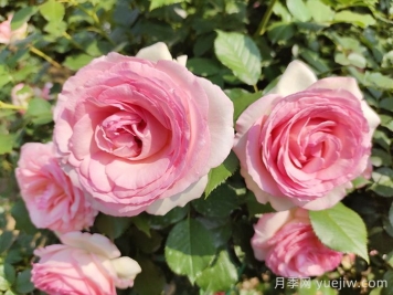 想體驗坐擁花海，6款藤本月季助你春花無憂