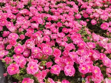 花苞透色和月季花期需要施肥嗎？