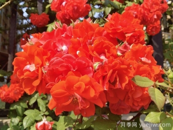橘紅火焰月季/橘色火焰/橘紅色火焰