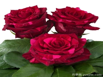 紅色豹子月季/紅豹子