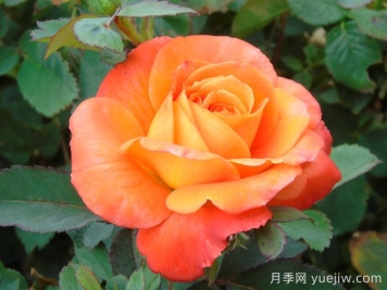 無(wú)畏月季/勇敢