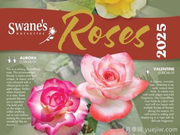 月季育種家：澳大利亞Swane's Nurseries(斯旺月季苗圃)