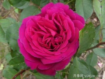 黑莓月季