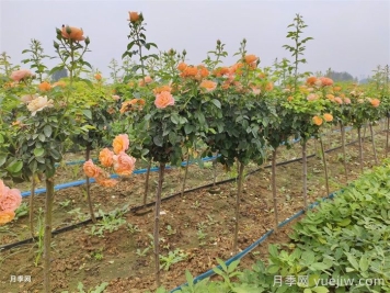 哪種樹(shù)狀月季開(kāi)花多花期長(zhǎng)？