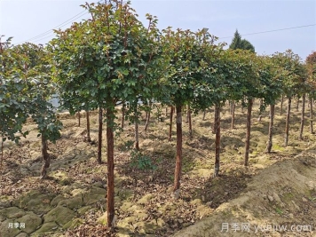 月季樹春季管理方法