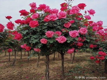 樹狀月季怎么養(yǎng)護?
