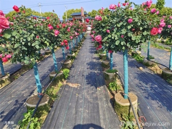 地上缽樹狀月季/月季樹容器苗