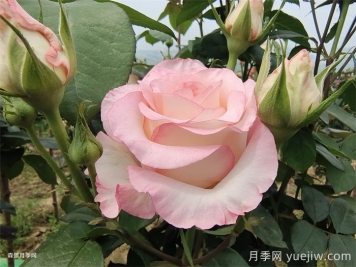 朱米莉亞月季/艾莎月季/愛莎玫瑰