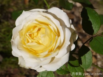 無限永遠月季/英菲尼迪