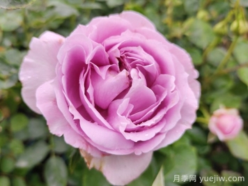 藍(lán)色風(fēng)暴月季/暗戀的心