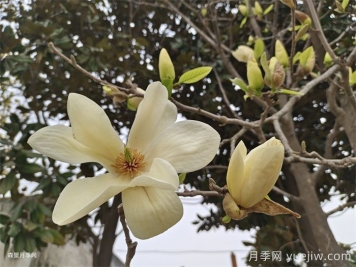 黃玉蘭