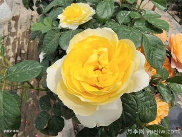 黃果汁月季/黃色果汁陽(yáng)臺(tái)/檸檬果汁