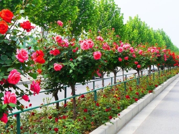 為什么城市建設(shè)鐘愛月季大道？