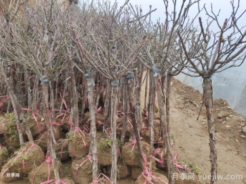 樹狀月季花能耐零下多少度低溫？