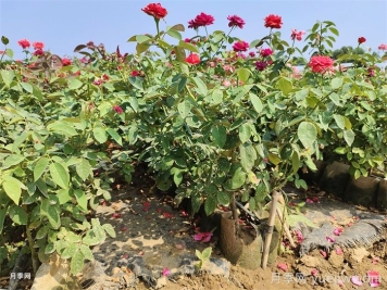 月季花的澆水方法