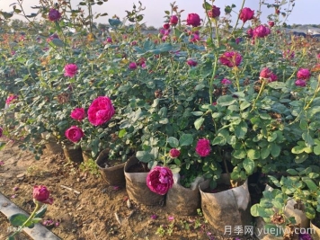 剛移栽的月季怎么澆水？