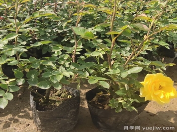 月季春季澆水頻率