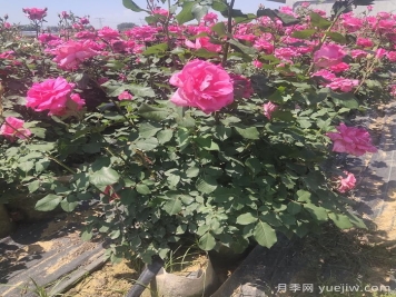 山東濰坊青州市的月季批發(fā)基地價格