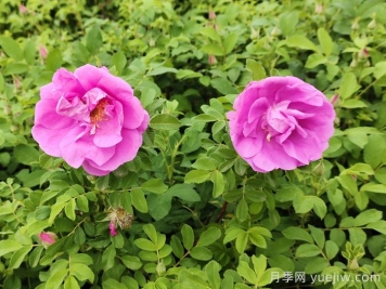 春天是否有四季玫瑰花？