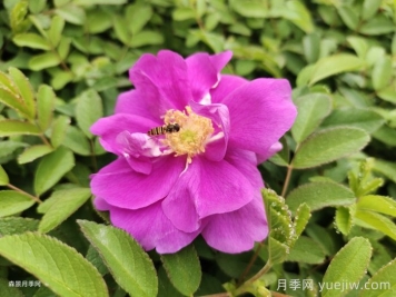四季玫瑰與月季的多方面區(qū)別及四季玫瑰種植指南