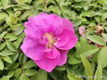 四季玫瑰花多少錢一盆？