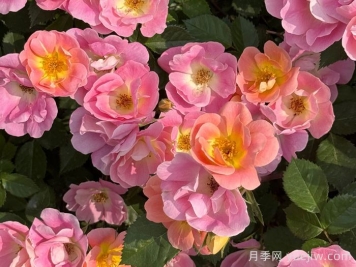 西子煙雨月季