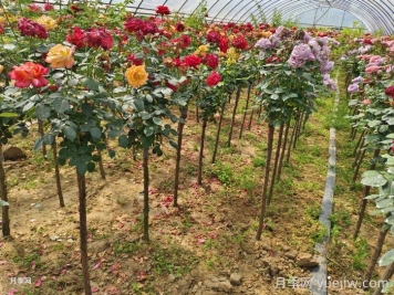 棒棒糖月季苗什么時(shí)候種好？
