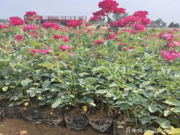 月季苗什么時(shí)候移栽好？夏天能買月季苗么？