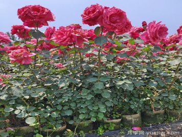 月季苗的最佳種植時(shí)間與夏天移栽要點(diǎn)