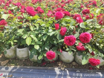 月季苗什么季節(jié)種植最好？春秋季種月季注意點(diǎn)