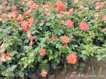 月季苗小不要緊，教你半年長(zhǎng)成兩加侖開(kāi)爆花