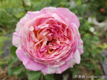 推薦6款條紋月季品種，別致美麗吸引眼球