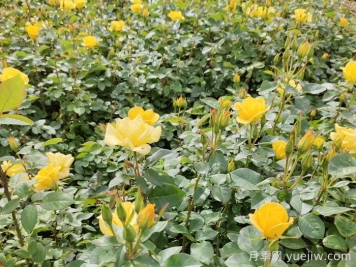 月季的花蕾不長(zhǎng)是什么原因？