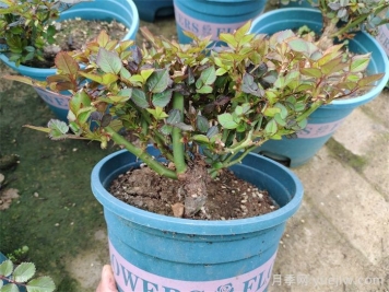  月季植株如何進(jìn)行矮化？