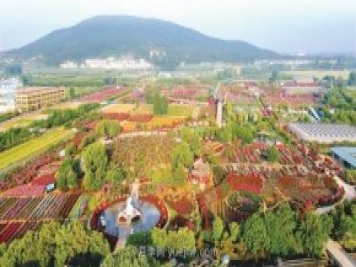 南陽(yáng)臥龍區(qū)七里園鄉(xiāng)打造一花一草特色產(chǎn)業(yè) 月季托起美好生活