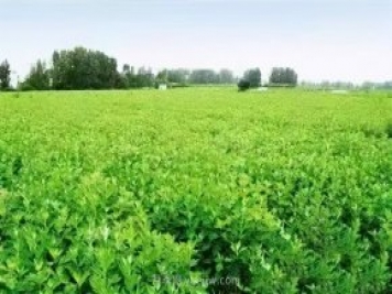 央視《焦點(diǎn)訪(fǎng)談》聚焦社旗縣艾草產(chǎn)業(yè)
