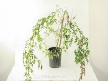 紅木香是什么花，耐寒可達(dá)零下20度