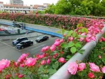 四月盛放的月季時間，湖北宜昌給你的專屬浪漫花園