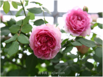 萊州月季花開(kāi)上海花博會(huì) 百花斗妍崇明島