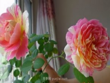 推薦適合夏天養(yǎng)的5種月季花，花量大不怕曬